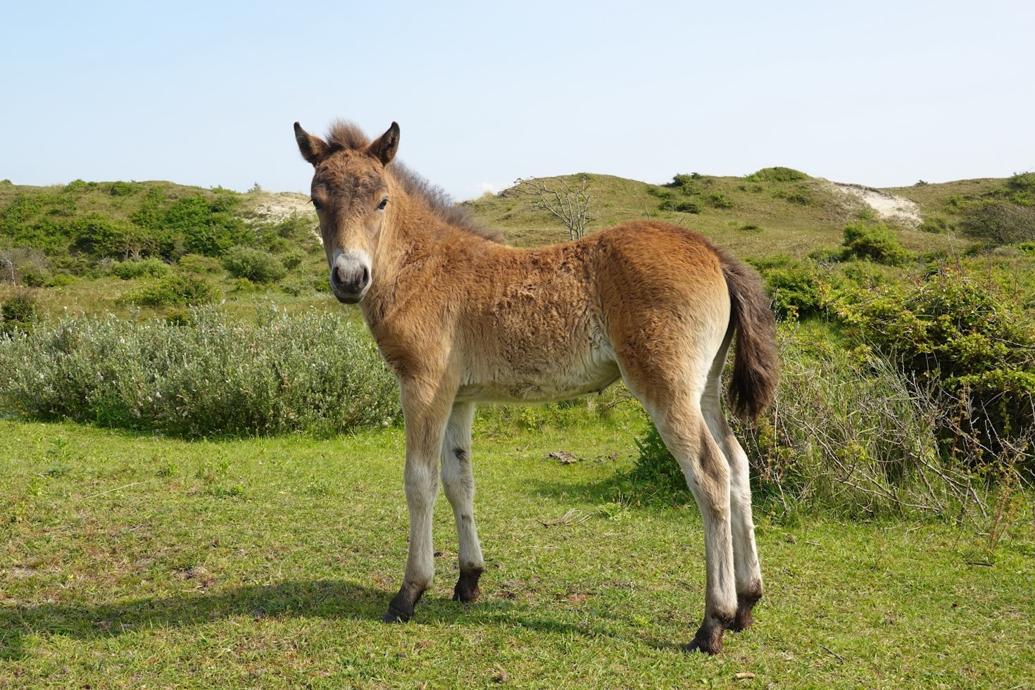 Como Escolher o Melhor Cavalo para Reproduzir