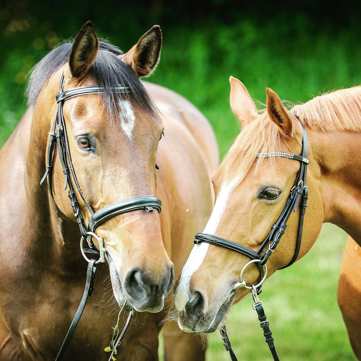 Dicas para Criar Cavalos Saudáveis e Felizes