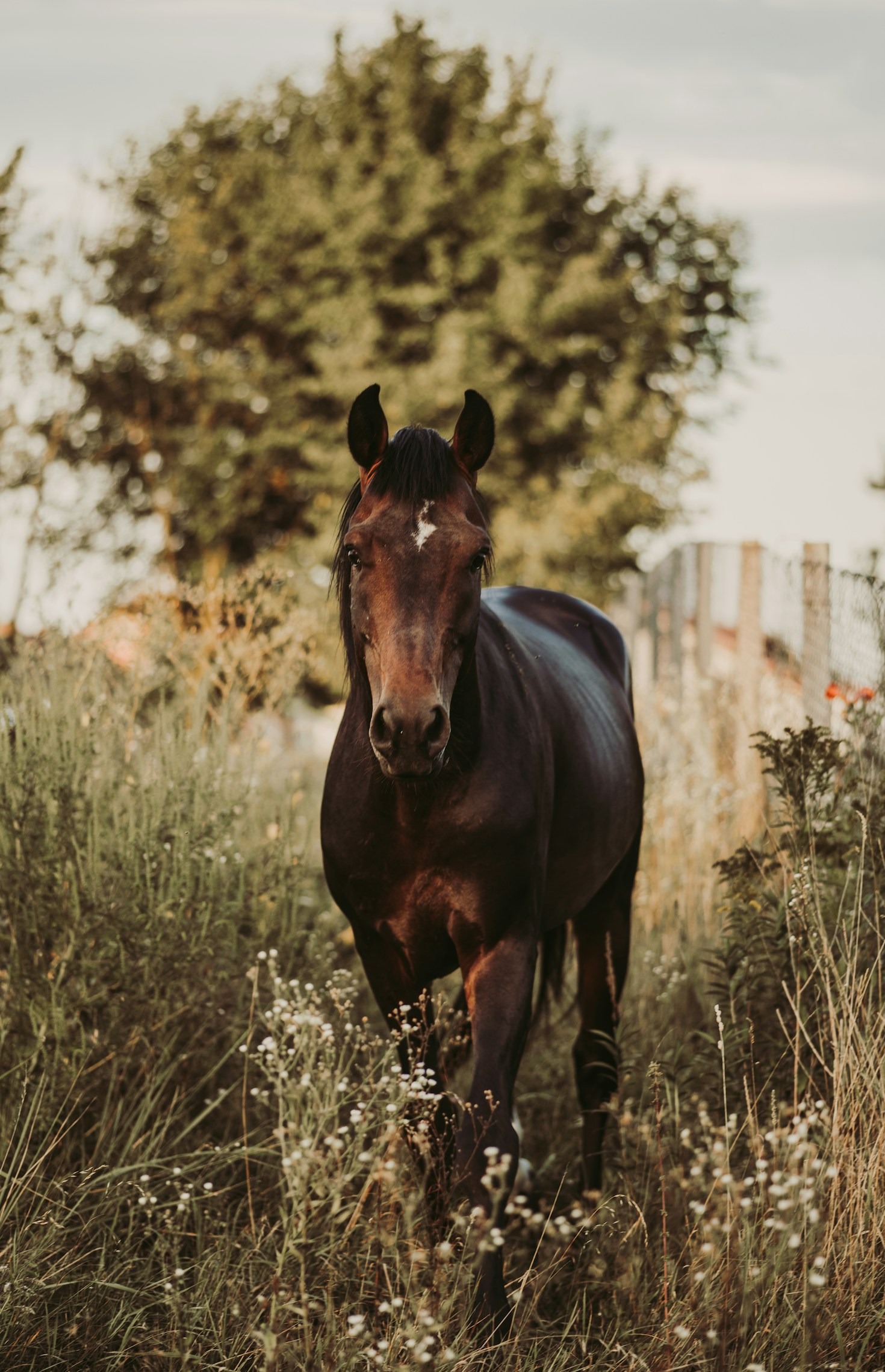 Cavalo gordo não significa cavalo saudável!